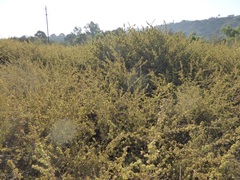 Atriplex canescens canescens