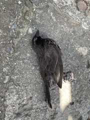 Molothrus bonariensis