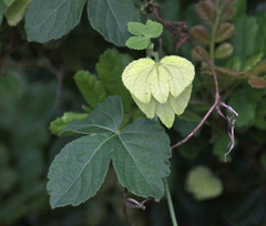 Dalechampia capensis