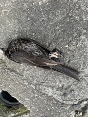 Molothrus bonariensis