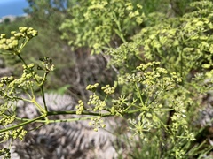 Anginon difforme