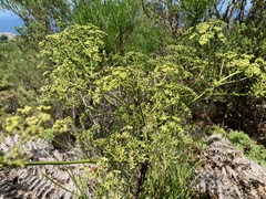 Anginon difforme
