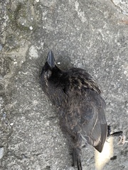 Molothrus bonariensis