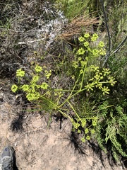 Anginon difforme
