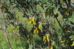 Anagyris foetida
