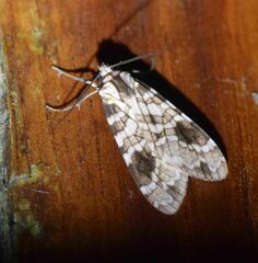 Elysius melanoplaga