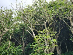 Dendrocnide kotoensis