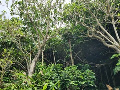 Dendrocnide kotoensis