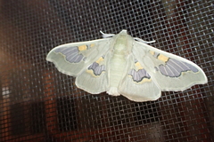 Siga pyronia