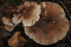 Tricholoma boudieri