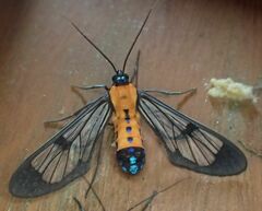 Sarosa notata
