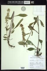 Solidago hispida hispida