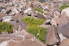 Arnica longifolia