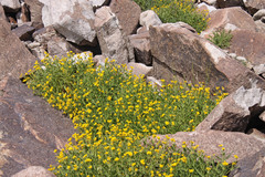 Arnica longifolia