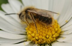 Andrena taraxaci