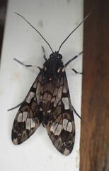 Hyaleucerea vulnerata