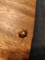 Halyomorpha scutellata