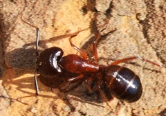 Camponotus sylvaticus