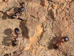 Camponotus sylvaticus