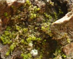 Microlejeunea ulicina