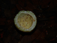 Macoubea guianensis