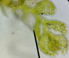 Microlejeunea ulicina