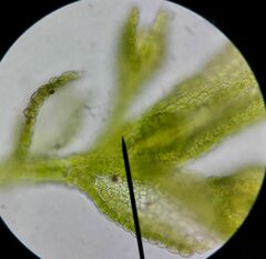 Microlejeunea ulicina