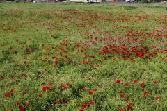 Anemone coronaria