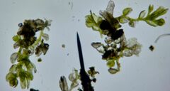 Microlejeunea ulicina