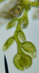 Microlejeunea ulicina