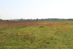 Anemone coronaria