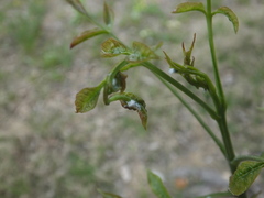 Prociphilus fraxinifolii