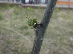 Prociphilus fraxinifolii