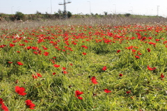 Anemone coronaria