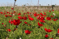 Anemone coronaria