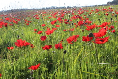 Anemone coronaria