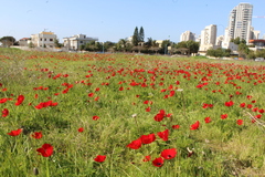 Anemone coronaria