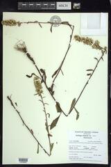 Solidago hispida huronensis
