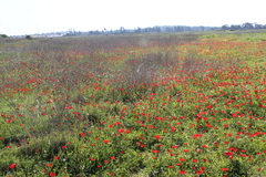 Anemone coronaria