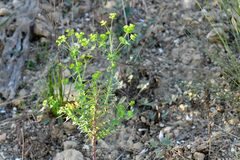 Euphorbia platyphyllos