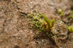 Microlejeunea ulicina