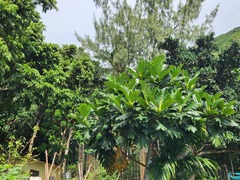 Artocarpus treculianus
