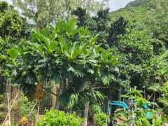 Artocarpus treculianus