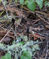 Trichoglossum