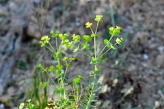 Euphorbia platyphyllos