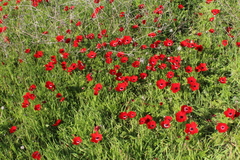 Anemone coronaria