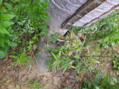 Changium smyrnioides