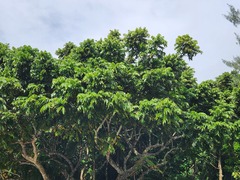 Pometia pinnata