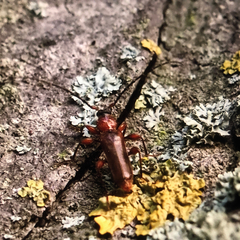 Phymatodes testaceus