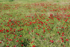 Anemone coronaria